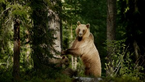 Filmfoto, Die Rückkehr der Raubtiere