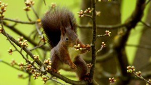 Eichhörnchen frißt and Kirschknospen